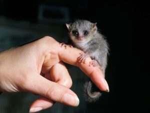 Madame Berthe’s mouse lemur