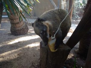 animal enrichment