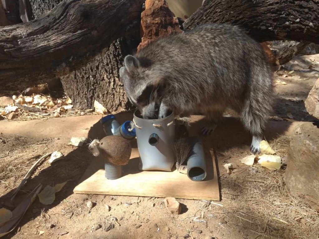 animal enrichment racoon