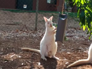 animal enrichment zoo