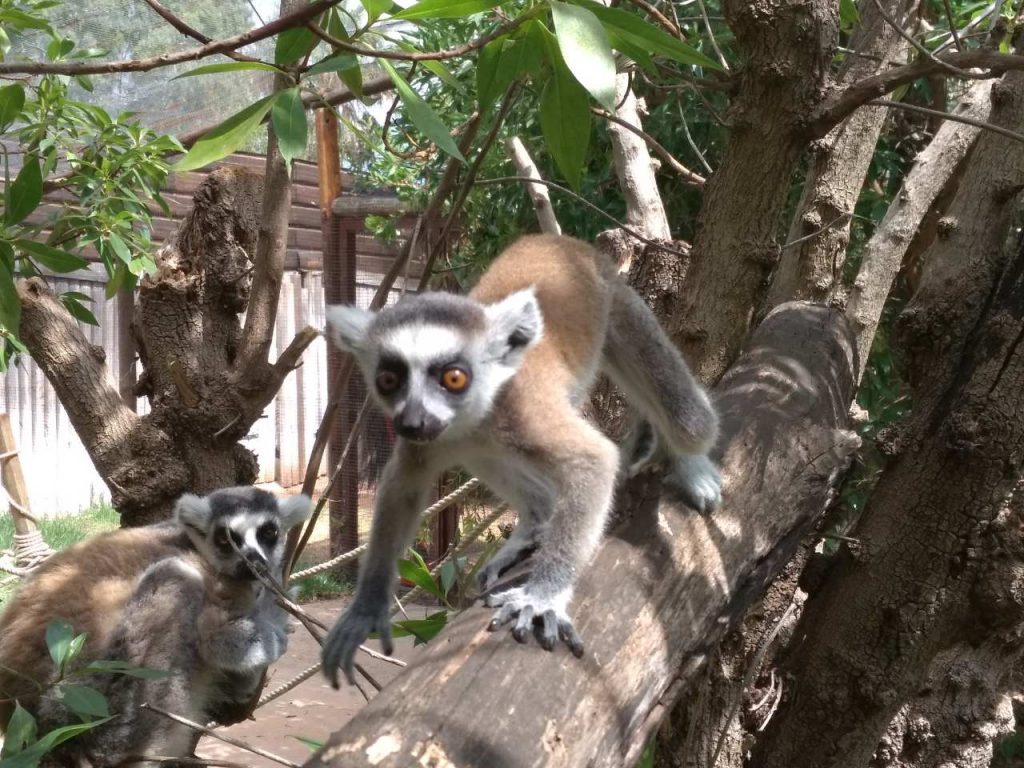 lemur