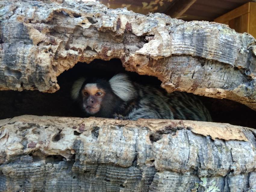 marmoset hiding