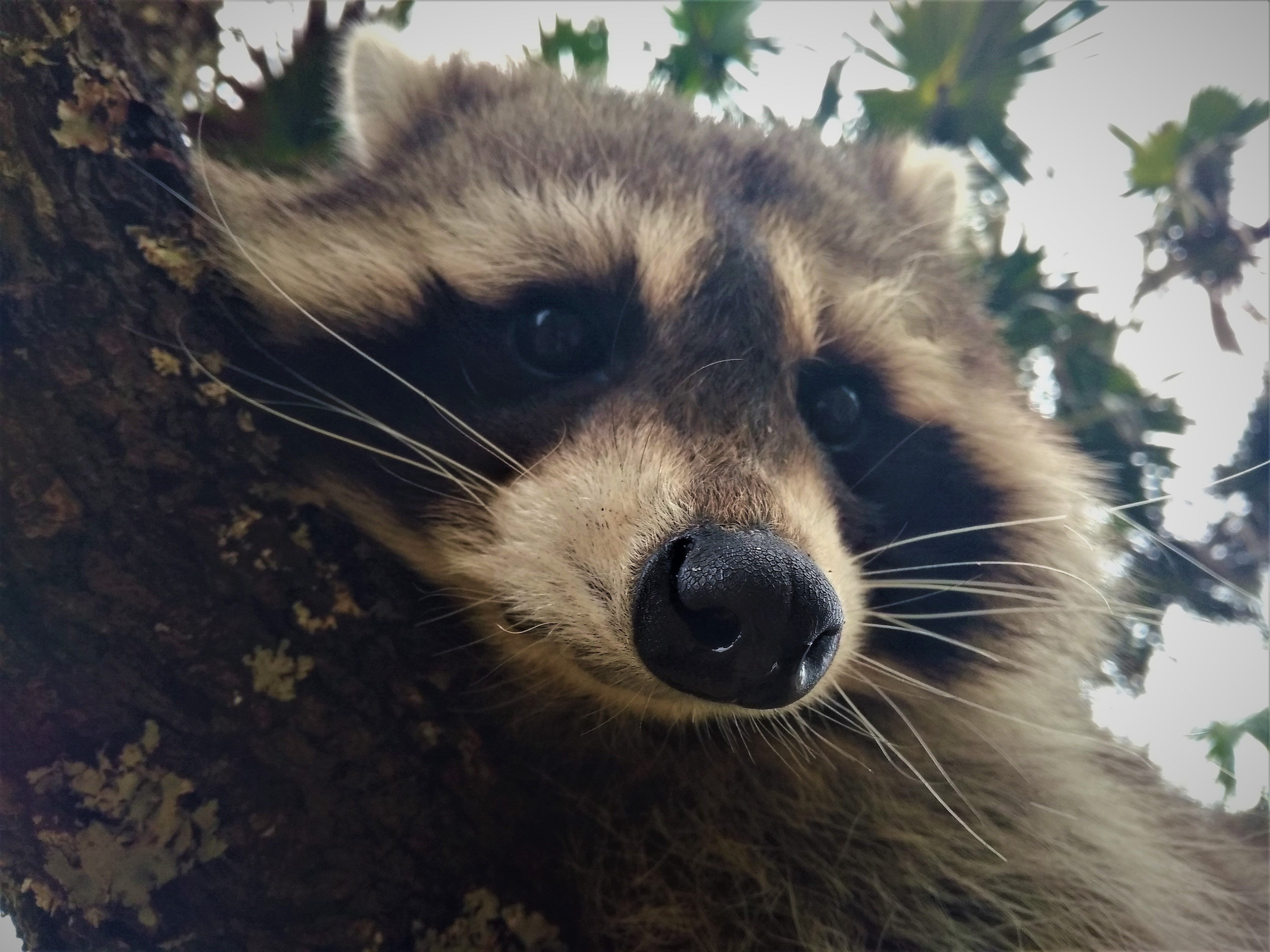 Who is this mysterious animal with a mask? Is it Zorro? No, it is a  raccoon! -