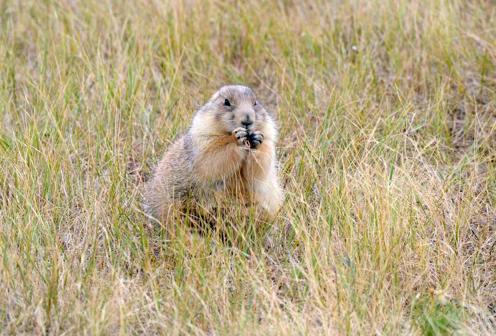prairie dog