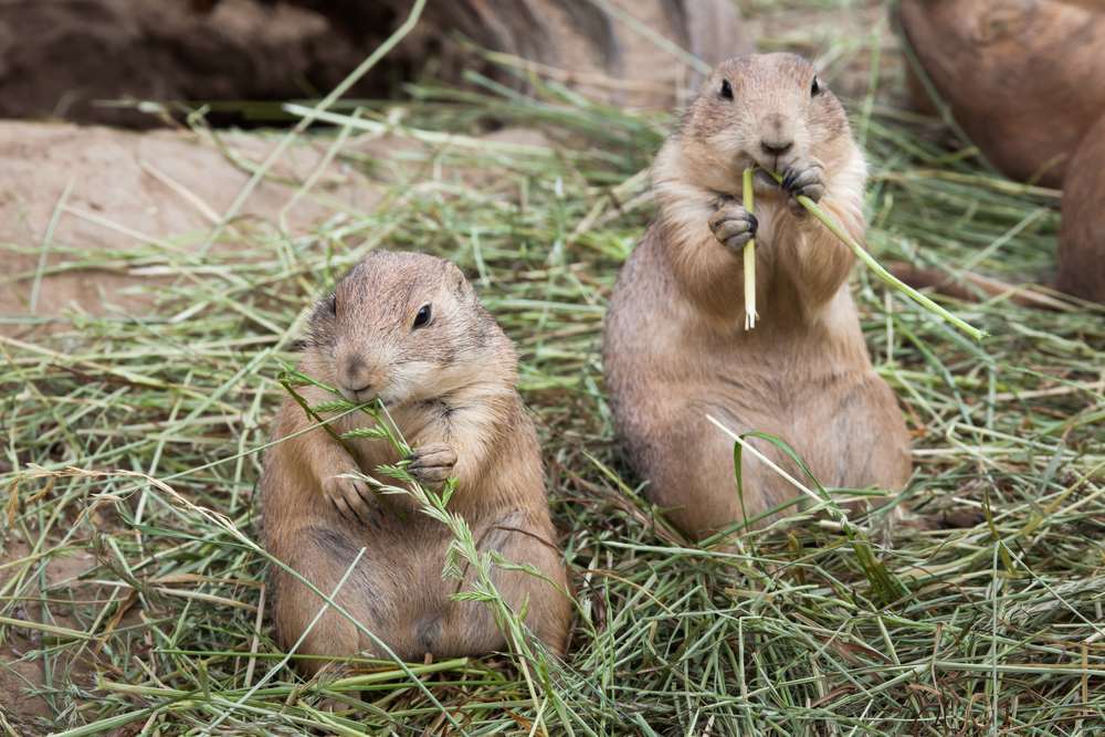 prairie dogs eating