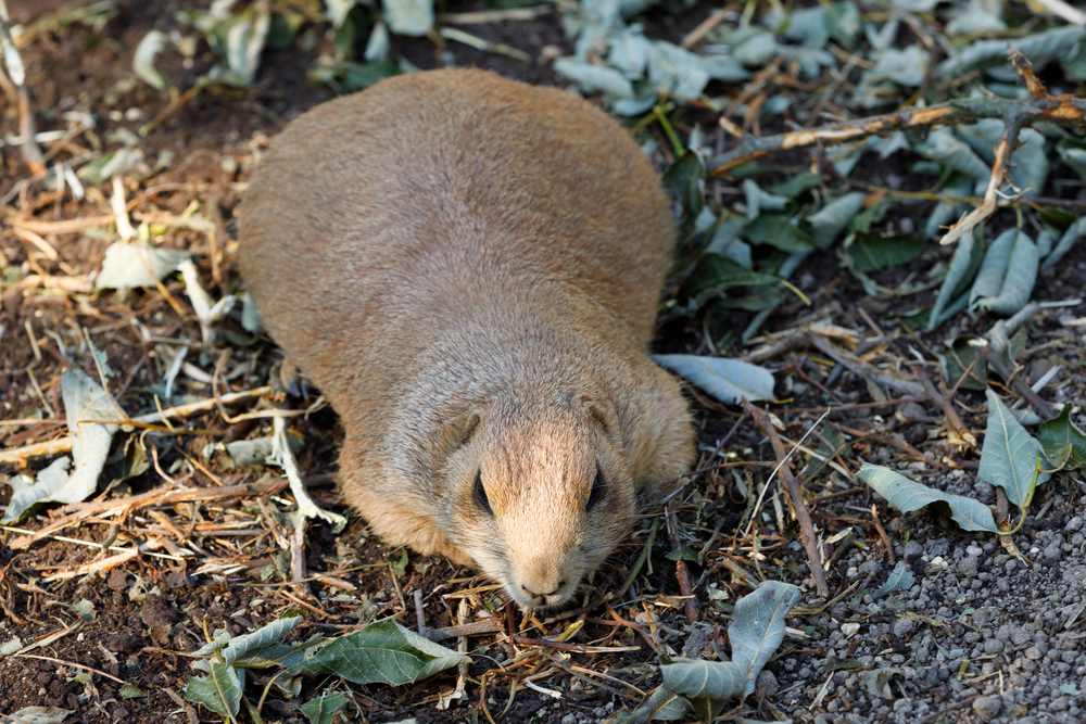 prairie dog sleeping