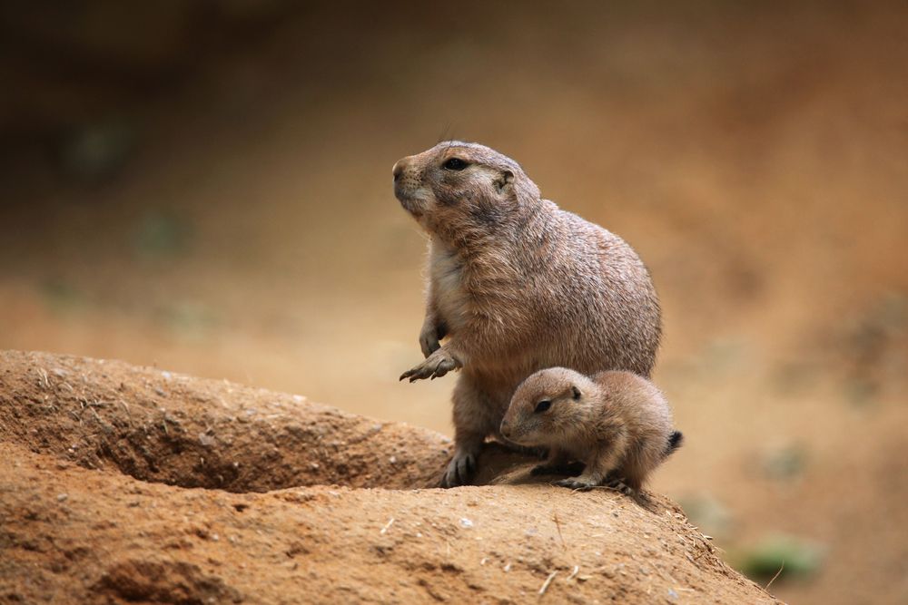 baby prairie dog