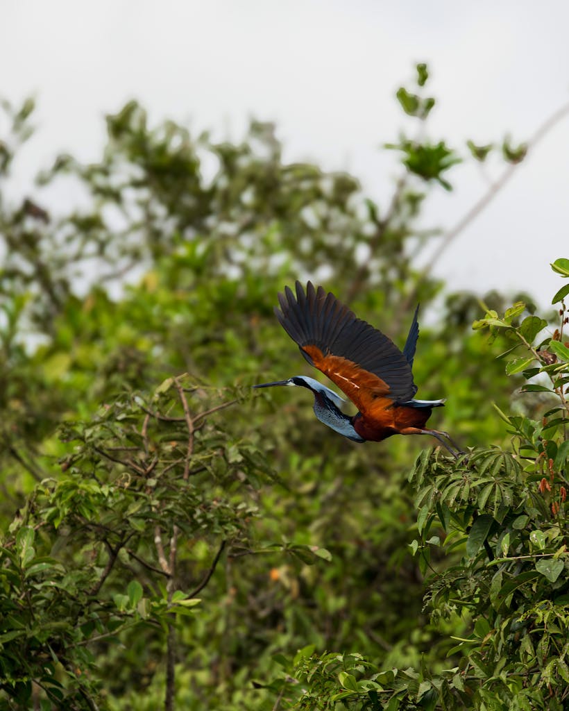 A vibrant bird captured mid-flight over dense green foliage, showcasing nature's beauty.