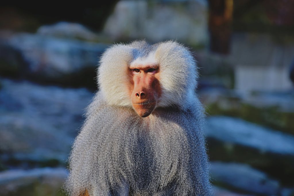 Close-up image of a baboon in Munich zoo, showcasing its expressive gaze and detailed fur.