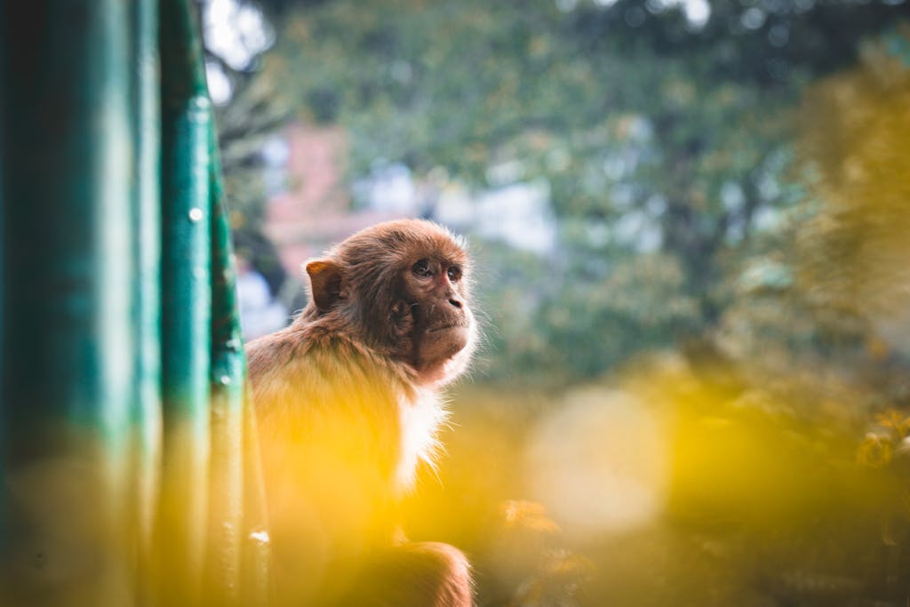Close-up of a thoughtful monkey in a natural outdoor environment.