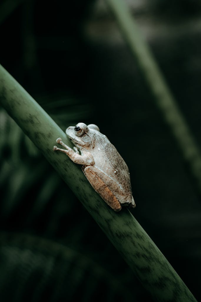 Close-up photo of a tree frog perched on a green tropical plant in nature.
