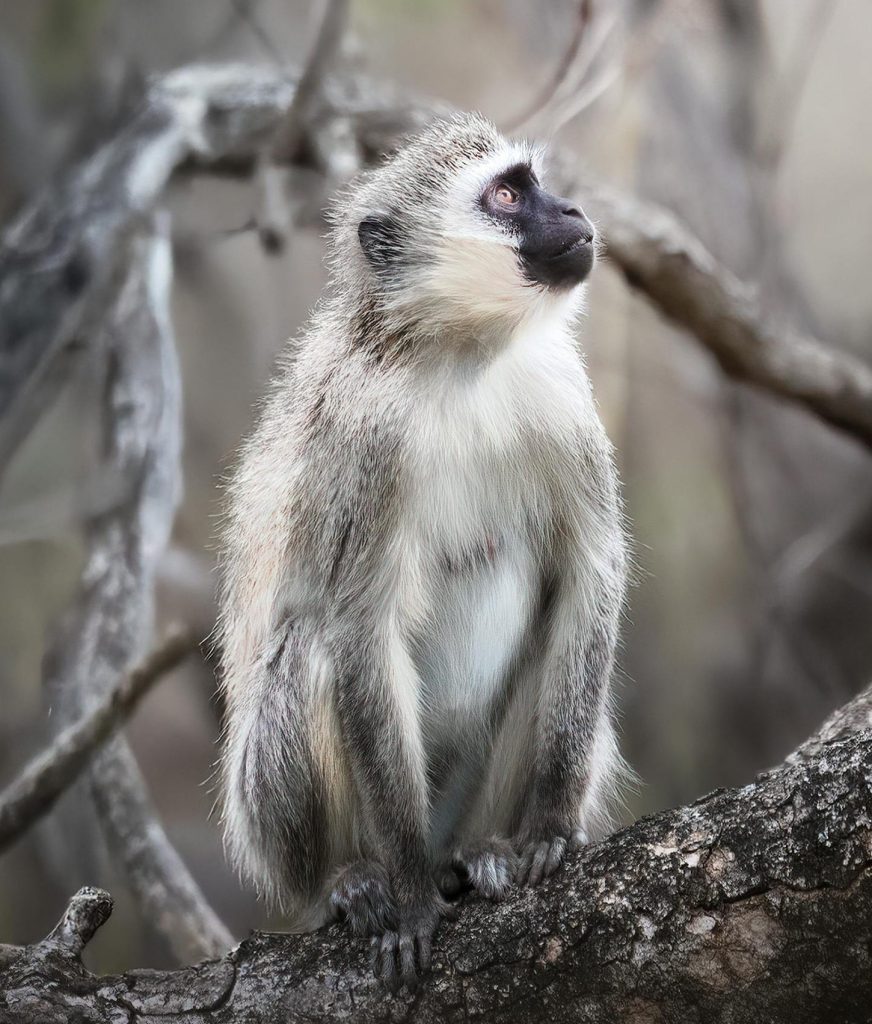 Close-up portrait of a young vervet monkey sitting on a tree branch in South Africa.
